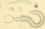 Leucodore ciliatus Johnston (original plate)