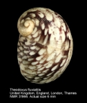 Theodoxus fluviatilis