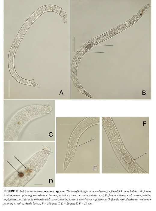 Odetenema gesarae Bezerra, Pape, Hauquier & Vanreusel, 2021