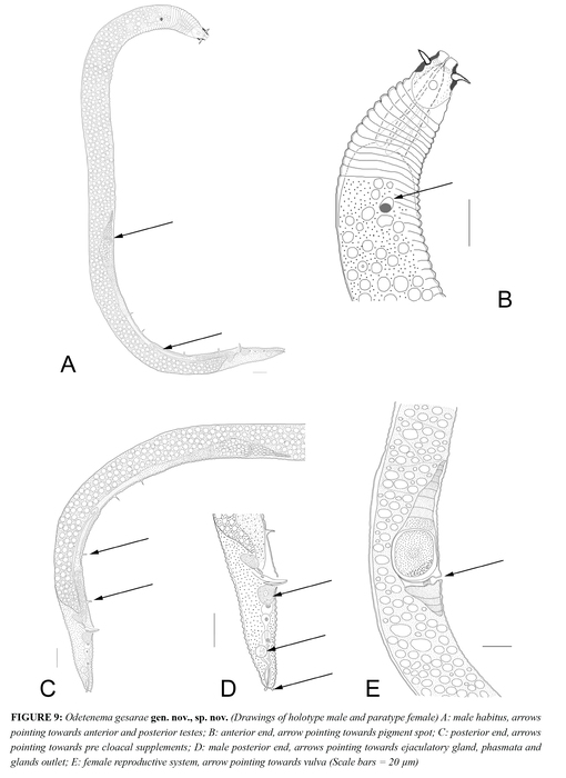 Odetenema gesarae Bezerra, Pape, Hauquier & Vanreusel, 2021 Odetenema gesarae Bezerra, Pape, Hauquier & Vanreusel, 2021
