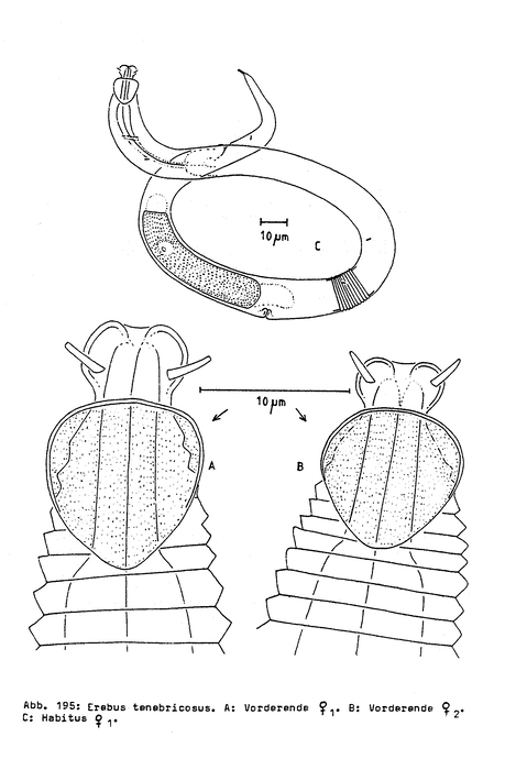 Erebus tenebricosus Bussau, 1993