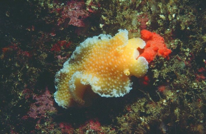 Tochuina gigantea (Bergh, 1904) Tochuina gigantea (Bergh, 1904)