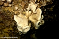 Porifera (sponges)