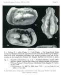 Sergipella transatlantica Kroemmelbein, 1967 from the original description