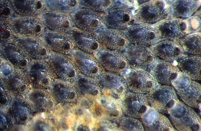 Fenestrulina delicia Fenestrulina delicia