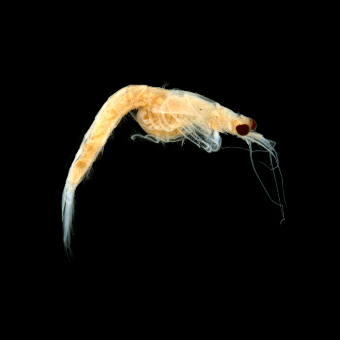 Neomysis americana Neomysis americana