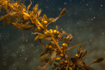 Sargassum muticum