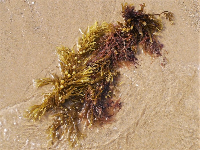 Sargassum muticum