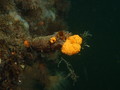 Tunicata (sea squirts)