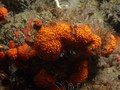 Tunicata (sea squirts)