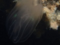 Ctenophora (sea gooseberries)