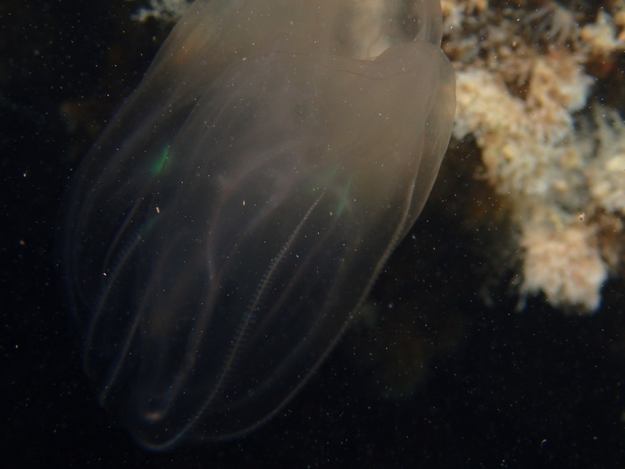 Mnemiopsis leidyi Mnemiopsis leidyi