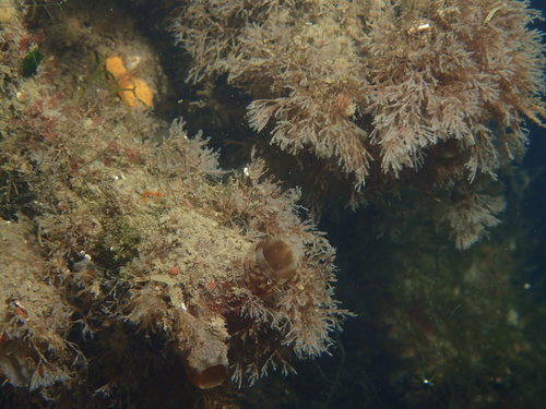 Styela clava overgrown with Tricellaria inopinata