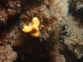 Tunicata (sea squirts)