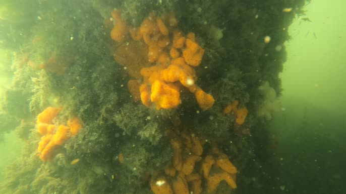 Tunicata (sea squirts)