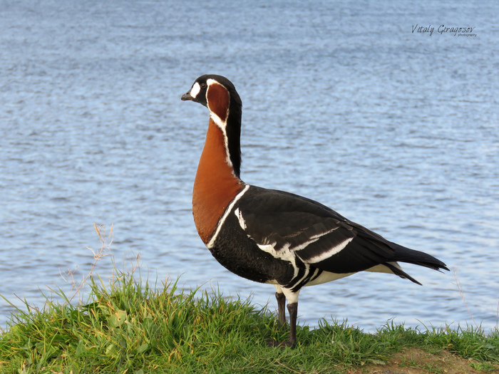 Red-breasted goose