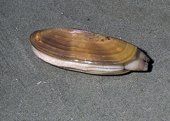 Pacific Razor clam Pacific Razor clam