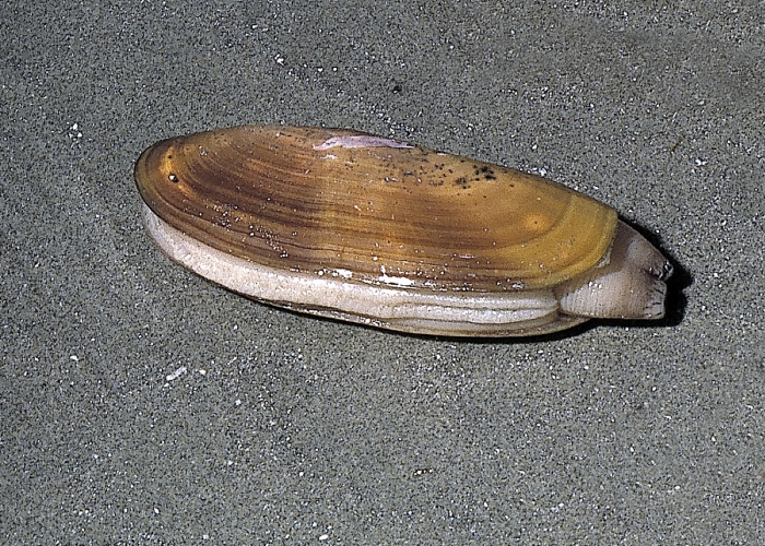 Pacific Razor clam