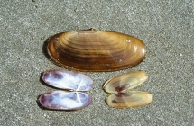 Pacific Razor clam