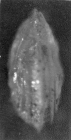 Lenticulina stachi Huang, 1967