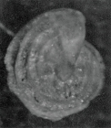 Lenticulina stachi Huang, 1967