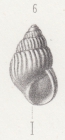 Rissoa abbreviata Baudon, 1853