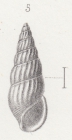 Rissoa pulchella Baudon, 1853
