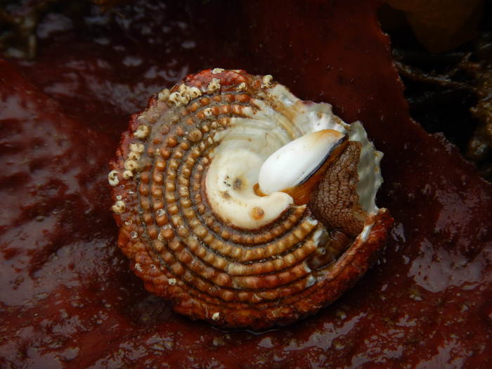 Red Turban Snail, Pomaulax gibberosus (Dillwyn, 1817)