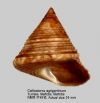 Calliostoma agrigentinum