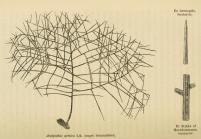 Antipathes arctica  Lken, 1871