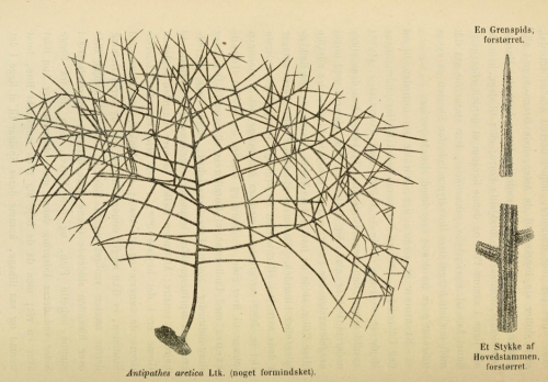 Antipathes arctica  Lütken, 1871