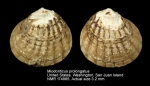 Miodontiscus prolongatus
