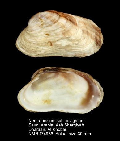 Neotrapezium sublaevigatum