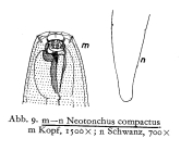 Gomphionema compactum (Gerlach, 1957)