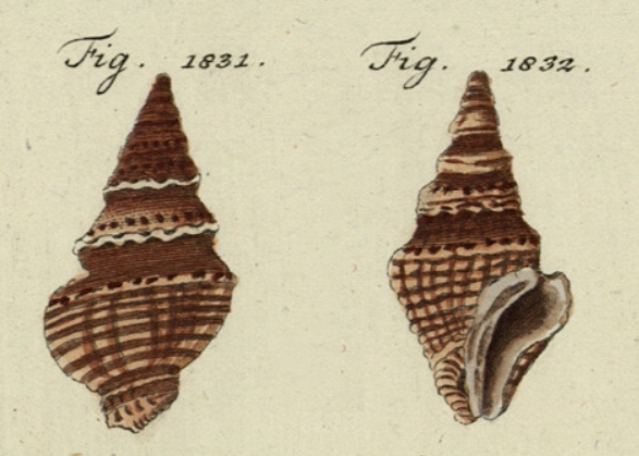 Clavatula coronata Lamarck, 1801, original figure of "Murex Turris coronata" in Chemnitz (1795, pl. 190, fig. 1831-1832) on which the species is based