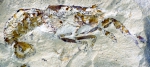 Photo of the holotype in normal light.