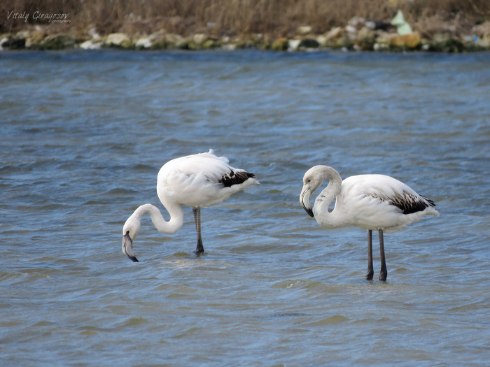 Greater Flamingo (Phoenicopterus roseus)