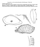 Triebelina gierloffi Hartmann, 1959 from the original description, Pl. 38