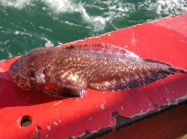 Liparis bathyarcticus - nebulous snailfish