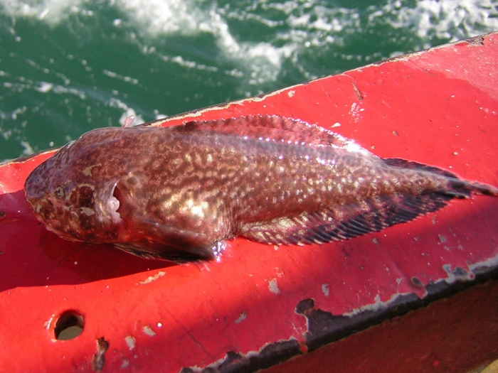 Liparis bathyarcticus - nebulous snailfish Liparis bathyarcticus - nebulous snailfish