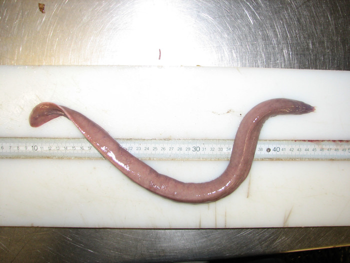 Myxine - hagfish Myxine - hagfish