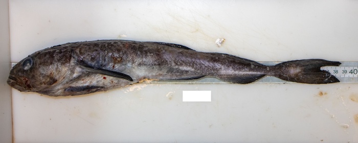 Boregadus saida from Saguenay (large) Boregadus saida from Saguenay (large)