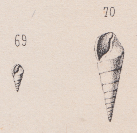 Rissoa terebralis Grateloup, 1838 