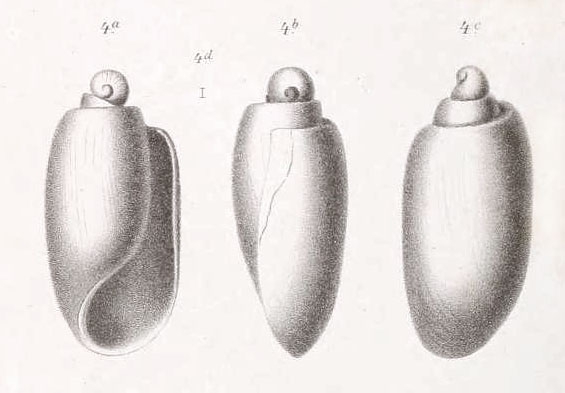 Tornatina protracta Dautzenberg, 1889, original figure