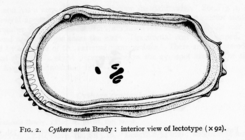Cythere arata Brady, 1880 - Lectotype by Puri & Hulings 1976 fig. 02