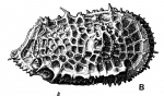 Agrenocythere spinosa Benson, 1972 from the original description