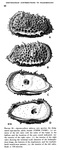 Agrenocythere spinosa Benson, 1972 from the original description