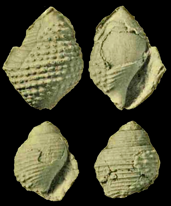 Tundora tuberculata Stephenson, 1941 pl. 59, fig. 1, 2, 3, 4 Tundora tuberculata Stephenson, 1941 pl. 59, fig. 1, 2, 3, 4