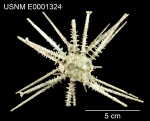 Goniocidaris peltata (USNM E1324)
