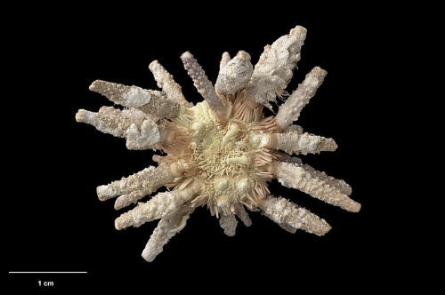 Goniocidaris corona